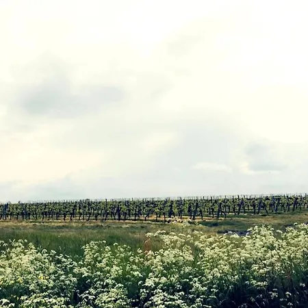 Le Domaine De La Ronce - & * Cezac (Gironde)